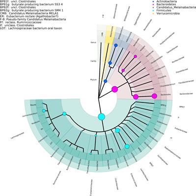 Impact of 6-Month Exposure to Aerosols From Potential Modified Risk Tobacco Products Relative to Cigarette Smoke on the Rodent Gastrointestinal Tract